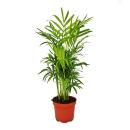 Chamaedorea Elegans - Mountain Palm - 3 Plants 12cm Pot