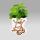 Coleus canin - Verpiss-Dich - Pflanze - 3 Pflanzen