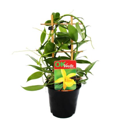 Vanilla planifolia - Climbing Orchid - Real Vanilla Plant on trellises 11cm Pot