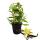 Vanilla planifolia - Climbing Orchid - Real Vanilla Plant on trellises 11cm Pot