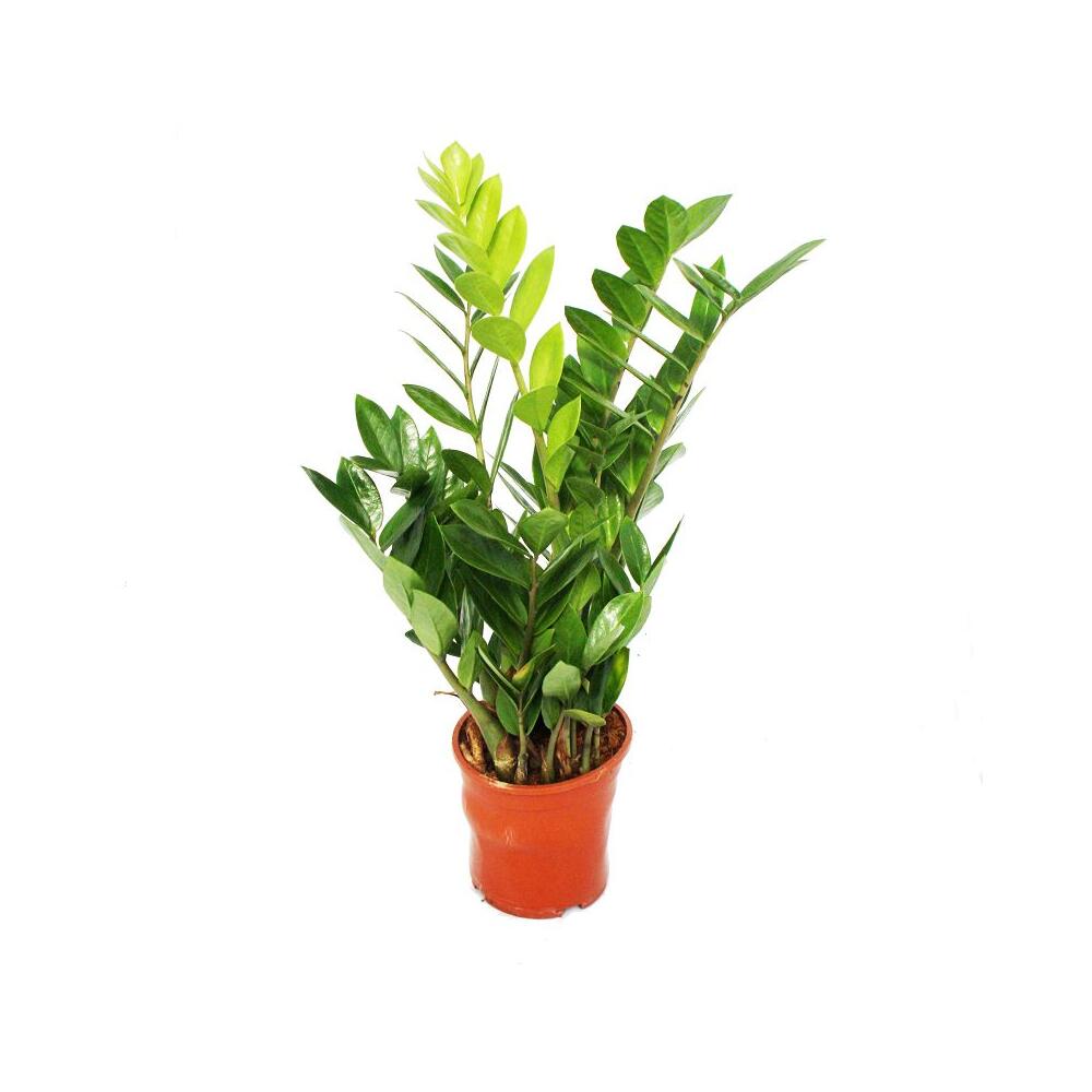 Zamioculcas zamiifolia - Zamio Palme - Zamio Farn 14cm Topf