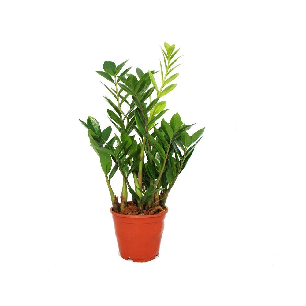 Zamioculcas zamiifolia Zamio Palme Zamio Farn 14cm Topf