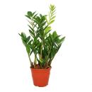 Zamioculcas zamiifolia - Zamio Palme - Zamio Farn 14cm Topf