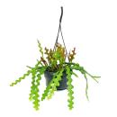 Epiphyllum anguliger -  Schwert-Kaktusim - Krokodilschwanz-Kaktus - 14cm Ampeltopf