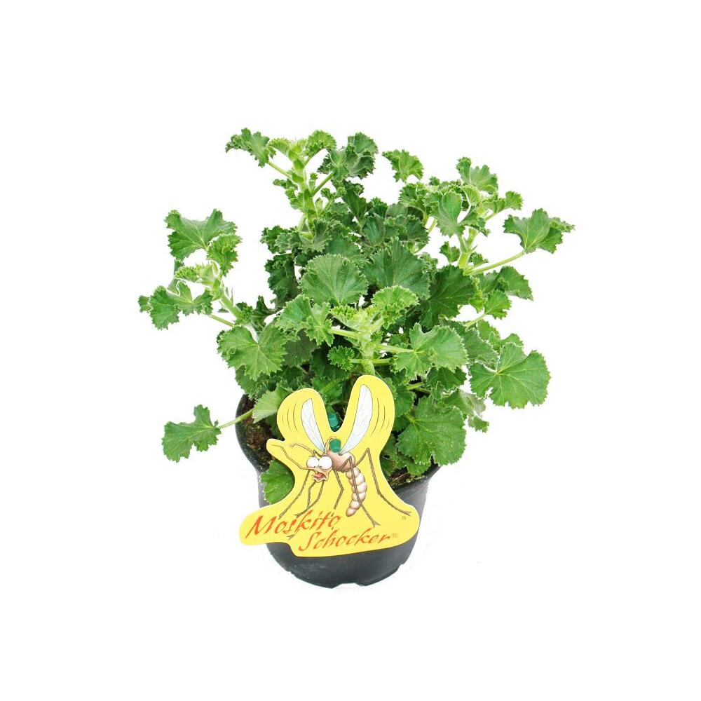 MoskitoSchocker Duftgeranie, 3 Pflanzen Pelargonium crispum Idea