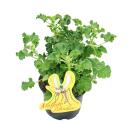 Anti-moustiques - Géranium parfumé, 3 plantes Pelargonium crispum - Idéal pour repousser les moustiques et les guêpes