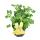 Moskito-Schocker - Duftgeranie, 3 Pflanzen Pelargonium crispum - Ideal zum vertreiben von M&uuml;cken und Wespen