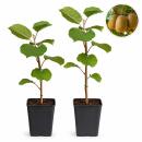 Acitinidia deliciosa Hayward - Kiwi Pflanze - 2...