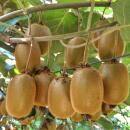 Acitinidia deliciosa Hayward - Kiwi Pflanze - 2...