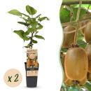 Acitinidia deliciosa Hayward - Kiwi Pflanze - 2 Stück - 15cm Topf 50cm hoch