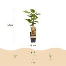 Acitinidia deliciosa Hayward - Kiwi Pflanze - 2 Stück - 15cm Topf 50cm hoch