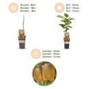 Acitinidia deliciosa Hayward - Kiwi Pflanze - 2 Stück - 15cm Topf 50cm hoch