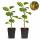 Acitinidia deliciosa Hayward - Kiwi Pflanze - 2 Stück - 15cm Topf 50cm hoch