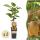 Acitinidia deliciosa Hayward - Kiwi Pflanze - 2 Stück - 15cm Topf 50cm hoch