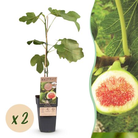 Ficus carica Brown Turkey - Feigenbaum - 2 Stück 15cm Topf 50cm hoch