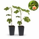Ficus carica Brown Turkey - Fig tree - 2 pieces 15cm pot...