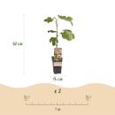 Ficus carica Brown Turkey - Feigenbaum - 2 Stück 15cm Topf 50cm hoch
