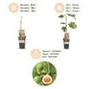 Ficus carica Brown Turkey - Feigenbaum - 2 Stück 15cm Topf 50cm hoch