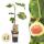 Ficus carica Brown Turkey - Feigenbaum - 2 Stück 15cm Topf 50cm hoch