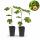 Ficus carica Brown Turkey - Feigenbaum - 2 Stück 15cm Topf 50cm hoch