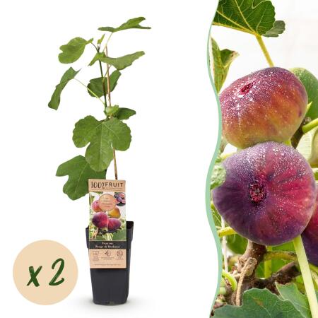 Ficus carica Rouge de Bordeaux - Feigenbaum 2 Stück 15cm Topf 50cm hoch