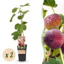 Ficus carica Rouge de Bordeaux - Feigenbaum 2 Stück...