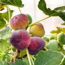 Ficus carica Rouge de Bordeaux - Feigenbaum 2 Stück 15cm Topf 50cm hoch