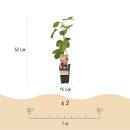 Ficus carica Rouge de Bordeaux - Feigenbaum 2 Stück 15cm Topf 50cm hoch