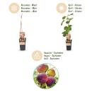 Ficus carica Rouge de Bordeaux - Feigenbaum 2 Stück 15cm Topf 50cm hoch