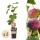 Ficus carica Rouge de Bordeaux - Feigenbaum 2 Stück 15cm Topf 50cm hoch