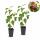 Ficus carica Rouge de Bordeaux - Feigenbaum 2 Stück 15cm Topf 50cm hoch