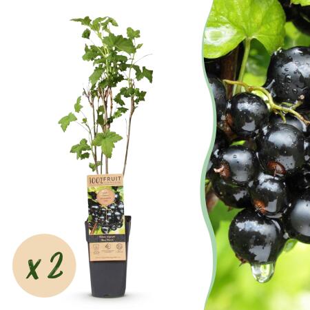Ribes nigrum Ben Nevis - schwarze Johannisbeere - 2 Stück - 15cm Topf 50cm hoch