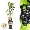 Ribes nigrum Ben Nevis - schwarze Johannisbeere - 2...