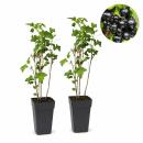 Ribes nigrum Ben Nevis - schwarze Johannisbeere - 2...