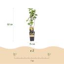 Ribes nigrum Ben Nevis - schwarze Johannisbeere - 2 Stück - 15cm Topf 50cm hoch