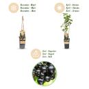 Ribes nigrum Ben Nevis - schwarze Johannisbeere - 2 Stück - 15cm Topf 50cm hoch