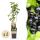 Ribes nigrum Ben Nevis - schwarze Johannisbeere - 2 Stück - 15cm Topf 50cm hoch
