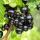 Ribes nigrum Ben Nevis - schwarze Johannisbeere - 2 Stück - 15cm Topf 50cm hoch
