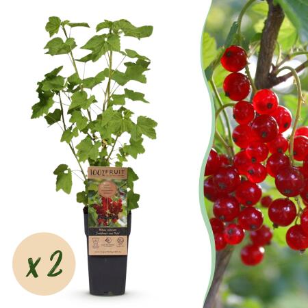 Ribes rubrum Jonkheer van Tets - red currant - 2 pieces - 15cm pot 50cm high