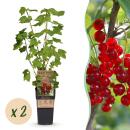 Ribes rubrum Jonkheer van Tets - rote Johannisbeere - 2...