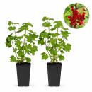 Ribes rubrum Jonkheer van Tets - rote Johannisbeere - 2...