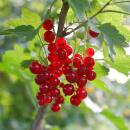 Ribes rubrum Jonkheer van Tets - red currant - 2 pieces - 15cm pot 50cm high