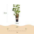 Ribes rubrum Jonkheer van Tets - red currant - 2 pieces - 15cm pot 50cm high