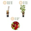 Ribes rubrum Jonkheer van Tets - red currant - 2 pieces - 15cm pot 50cm high