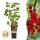 Ribes rubrum Jonkheer van Tets - red currant - 2 pieces - 15cm pot 50cm high