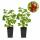 Ribes rubrum Jonkheer van Tets - red currant - 2 pieces - 15cm pot 50cm high