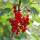 Ribes rubrum Jonkheer van Tets - red currant - 2 pieces - 15cm pot 50cm high