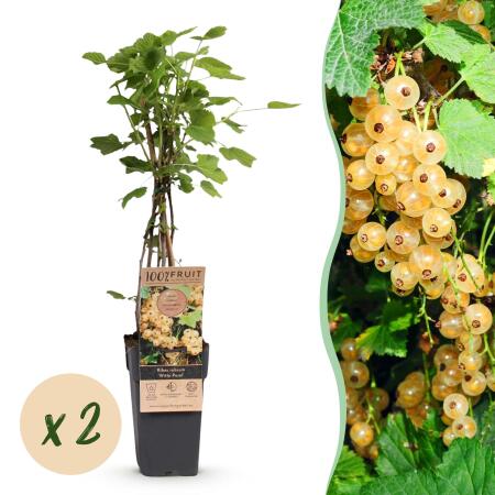 Ribes rubrum Witte Parel - white currant - 2 pieces - 15cm pot 50cm tall