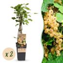 Ribes rubrum Witte Parel - weiße Johannisbeere - 2...