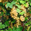Ribes rubrum Witte Parel - white currant - 2 pieces - 15cm pot 50cm tall